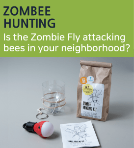Zombee Hunting: Is the Zombie Fly attacking bees in your neighborhood?